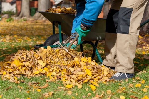Fall Clean-up Tips