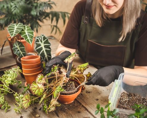 Female gardener wearing black rubber protective gloves and apron repotting begonia plant in her she shed.
