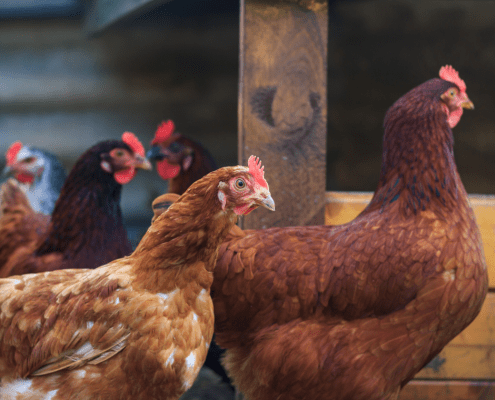 chicken coop interior with a flock of chickens