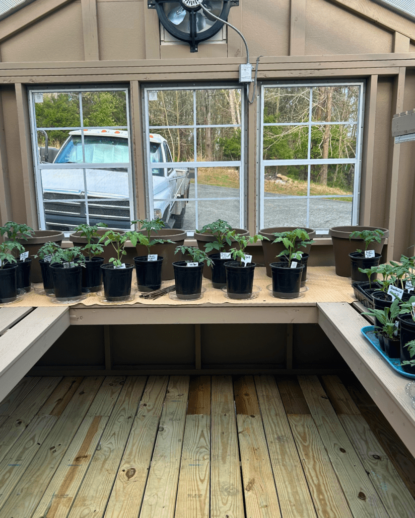 1 greenhouse interior with potted plants
