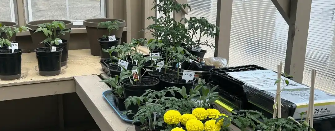 greenhouse interior with potted plants