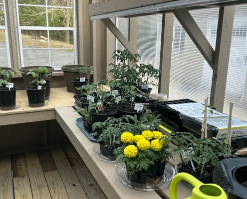 greenhouse interior with potted plants